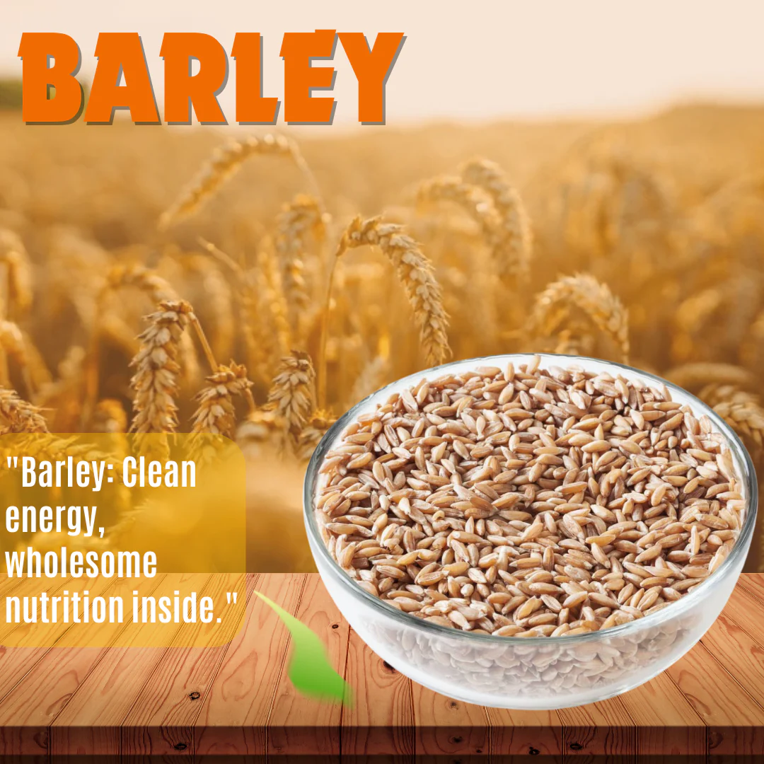 Barley - Image 3
