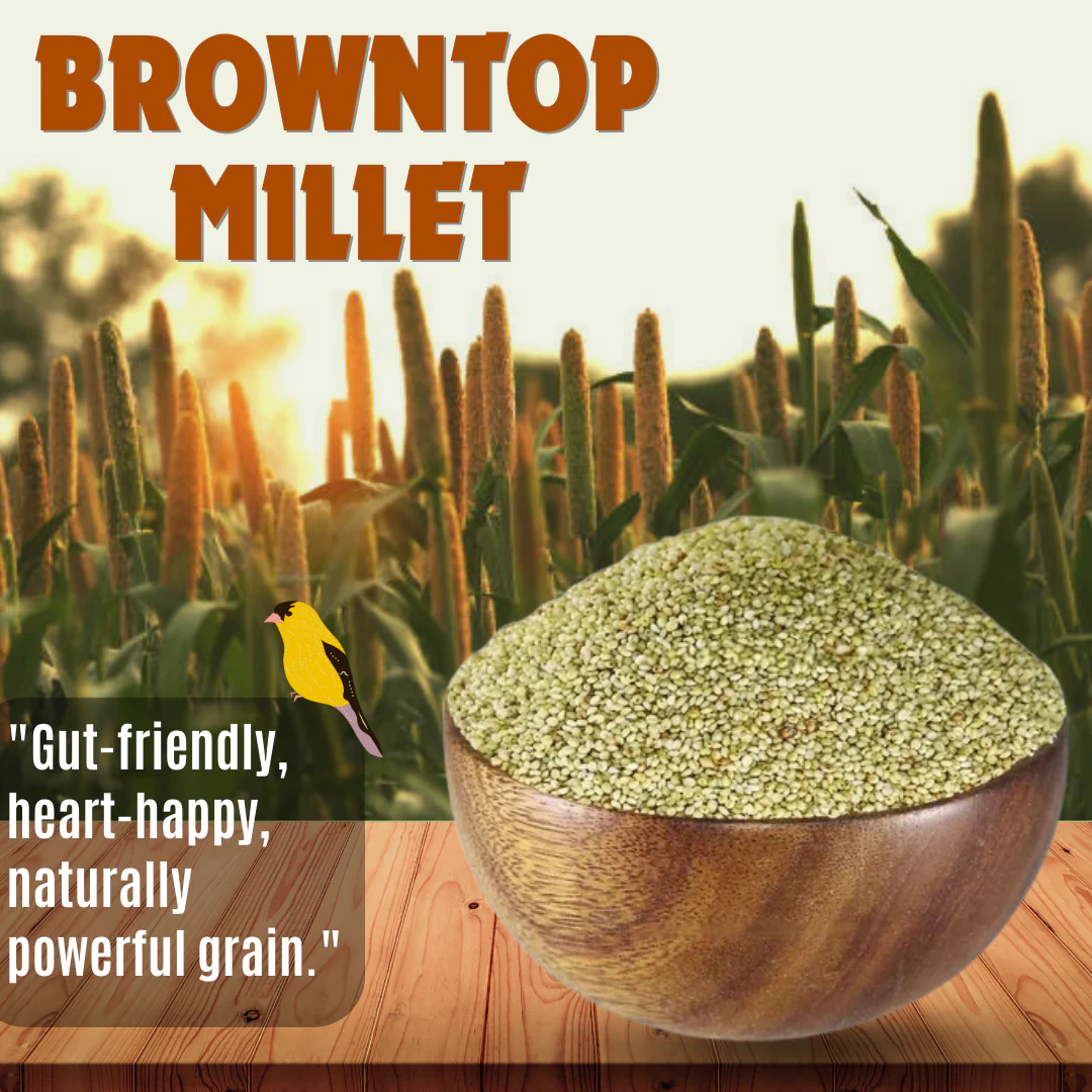 Browntop Millet - Image 3