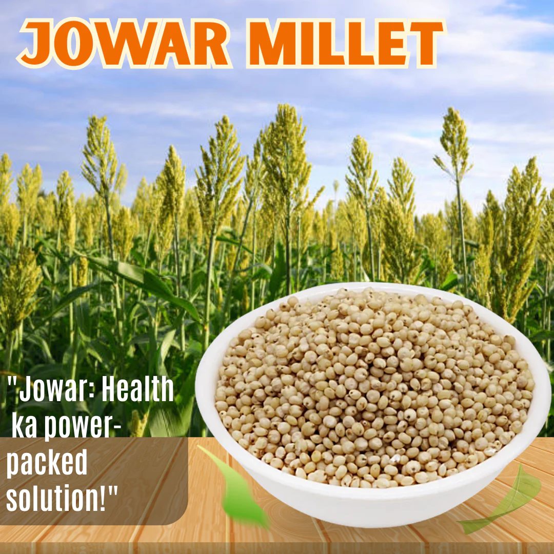 Jowar Millet - Image 4