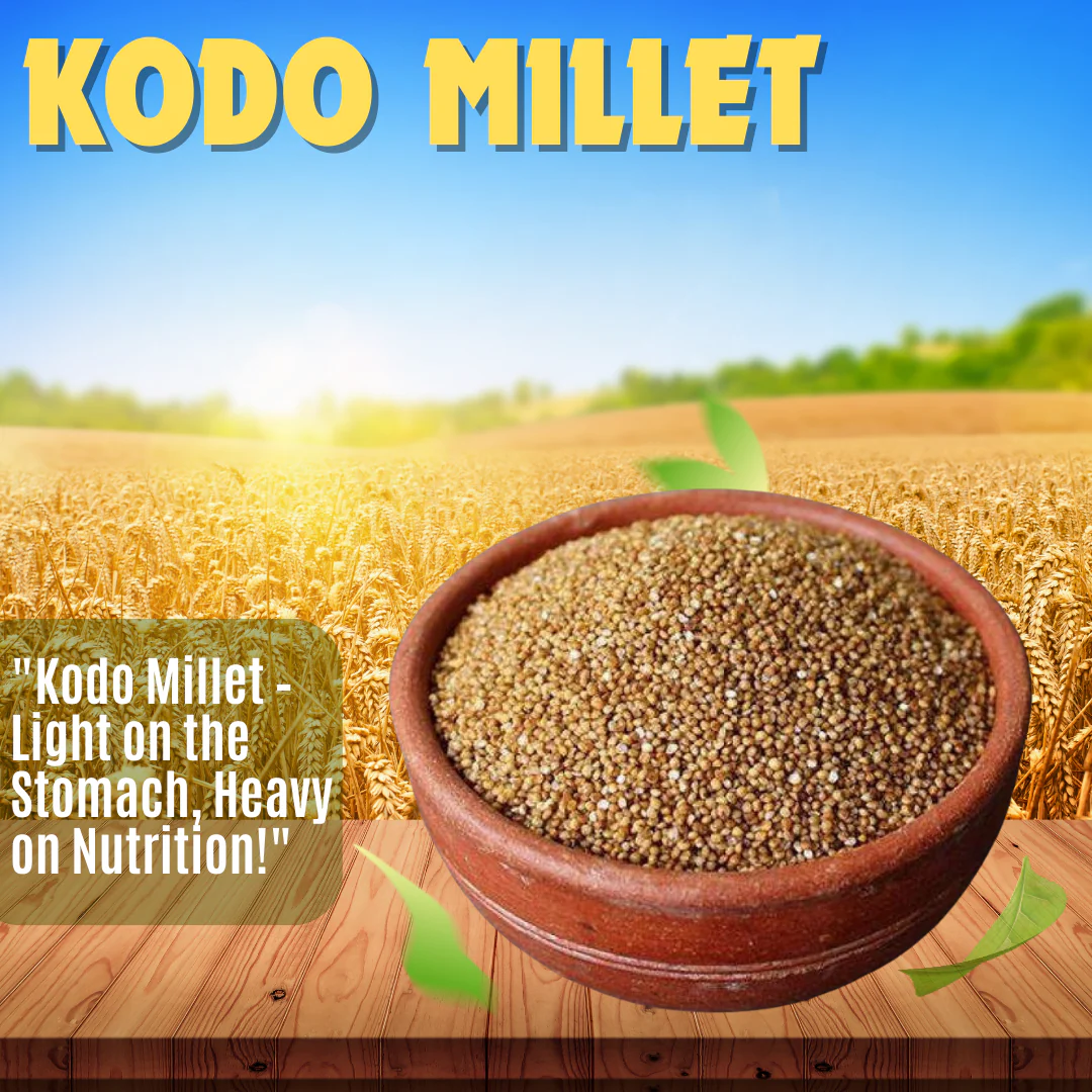 Kodo Millet - Image 4