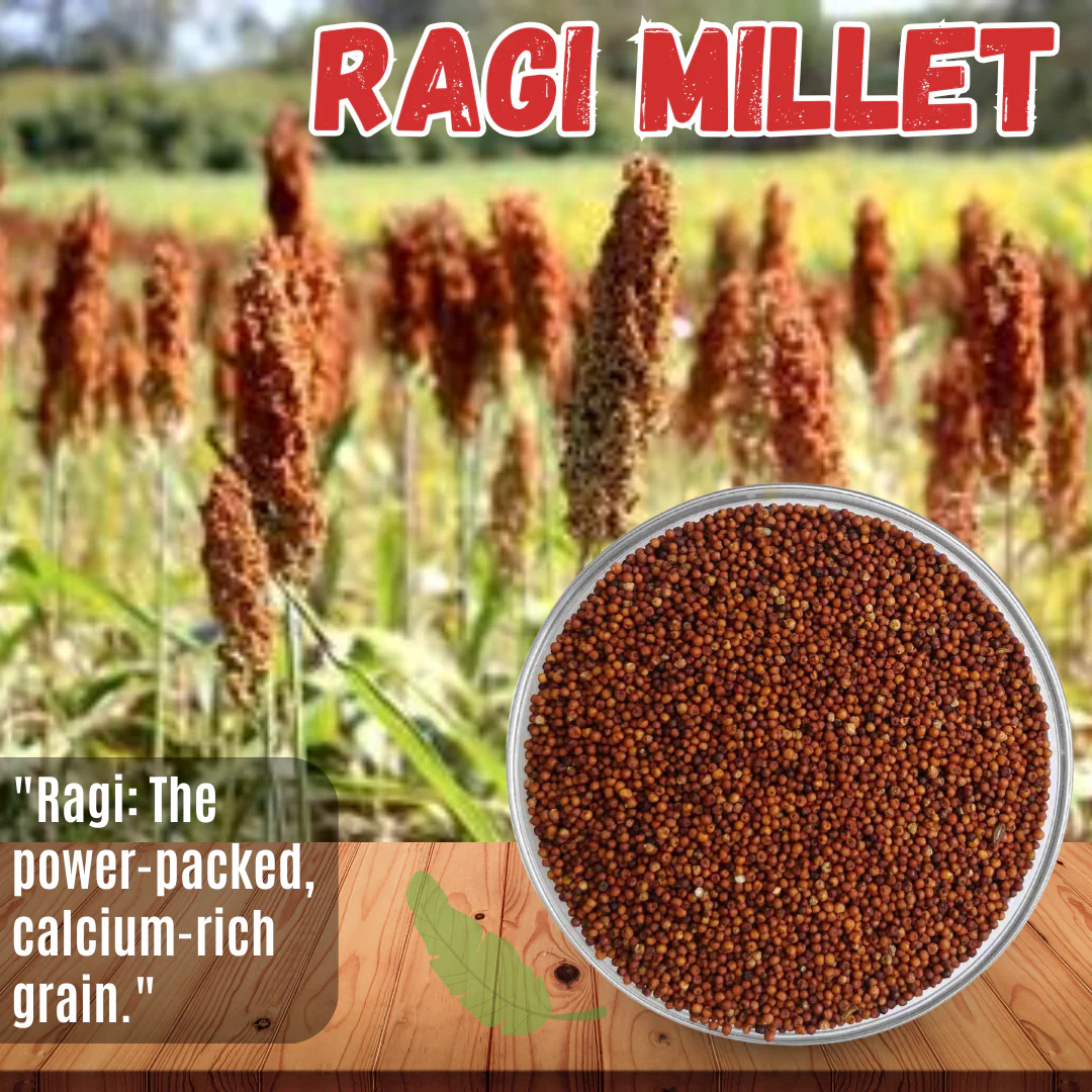 Ragi (Finger Millet) - Image 3